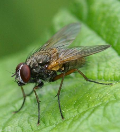 Réf. 45 524 : Mydaea sp.