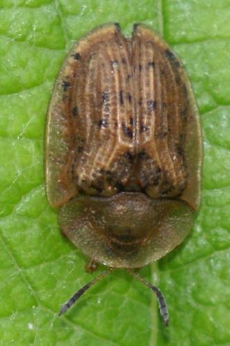 Réf. 45 743 : Cassida nebulosa