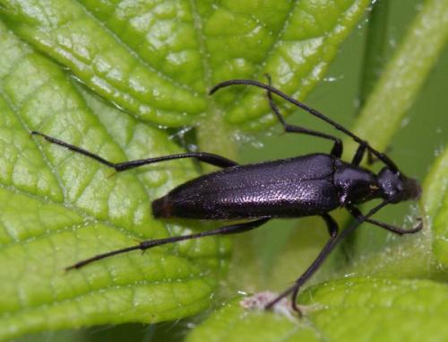 Rutpela nigra