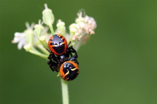Réf. 45 938 : Synema globosum