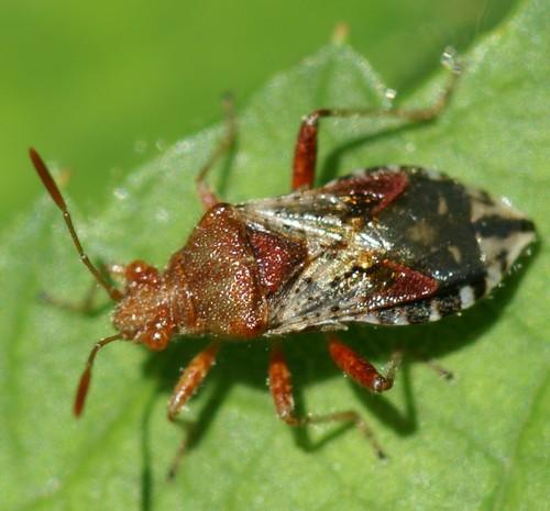 Réf. 45 380 : Rhopalus subrufus