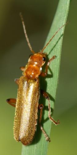 Cantharis cryptica