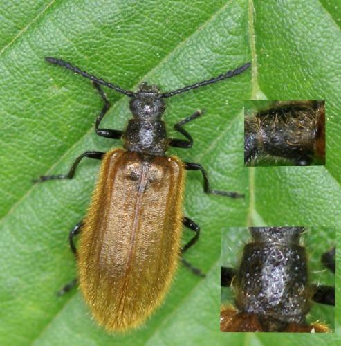 Lagria sp.