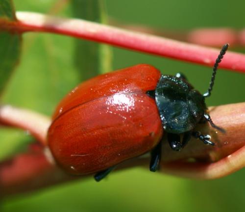 Réf. 45 514 : Chrysomela sp.