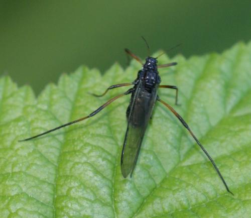 Réf. 45 474 : Cinara sp.