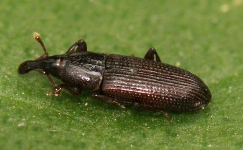 Cossonus linearis