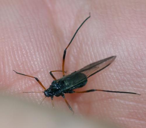 Réf. 45 697 : Cinara sp.