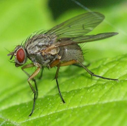 Helina sp.