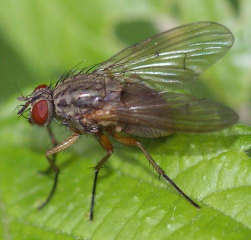 Helina sp.