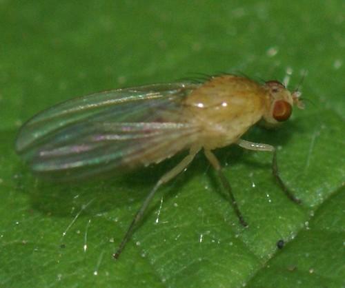 Lyciella sp.