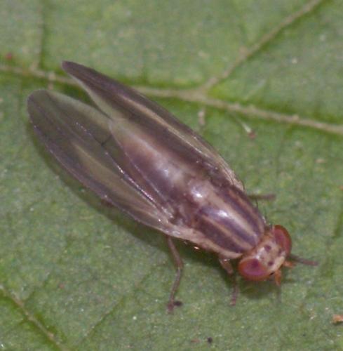 Réf. 45 733 : Peplomyza litura