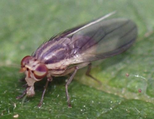 Réf. 45 734 : Peplomyza litura