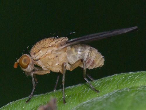 Réf. 45 778 : Minettia sp.