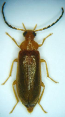 Conopalpus testaceus