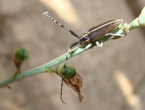 Agapanthia cardui