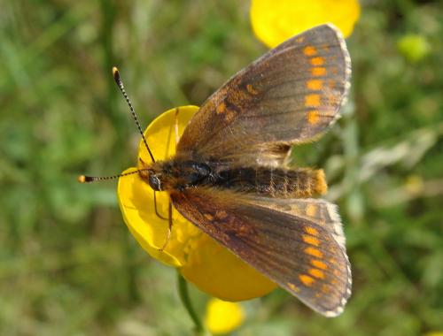 Réf. 45 286 : Melitaea sp.