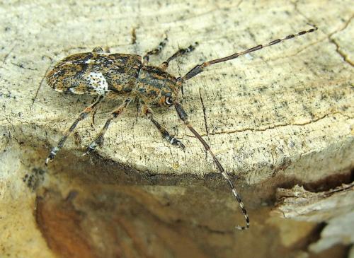 Mesosa nebulosa