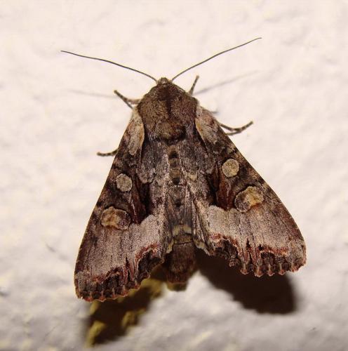 Lacanobia w-latinum