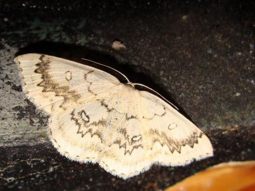 Réf. 45 745 : Cyclophora annularia