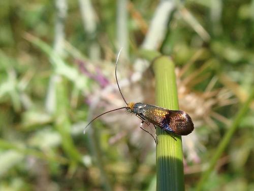 Nemophora fasciella