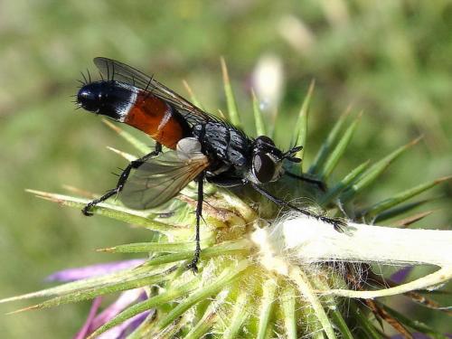 Réf. 45 763 : Cylindromyia sp.