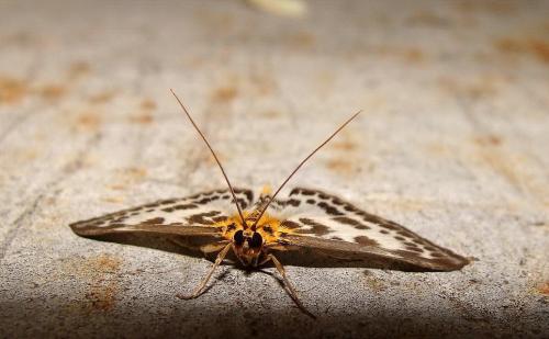 Anania hortulata