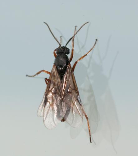 Réf. 45 108 : Formica sp.