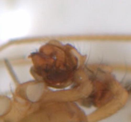Lepthyphantes leprosus