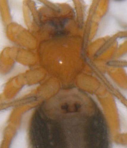 Réf. 45 213 : Oedothorax fuscus