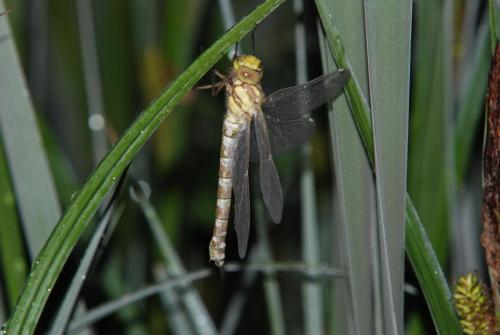 Aeshna cyanea