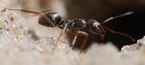 Formica selysi