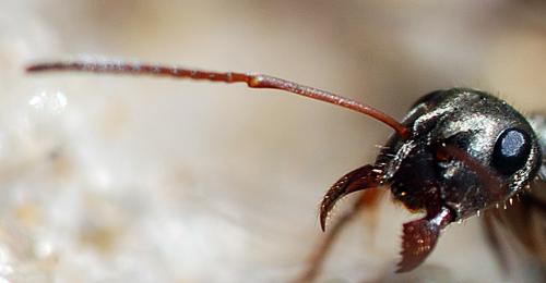 Formica selysi