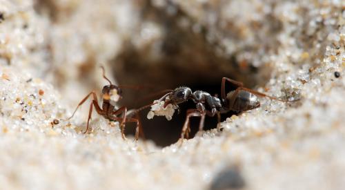 Formica selysi
