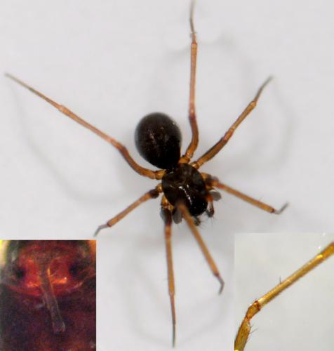 Centromerus dilutus