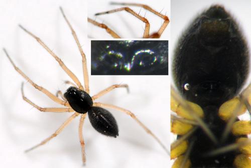 Réf. 45 140 : Hylyphantes nigritus