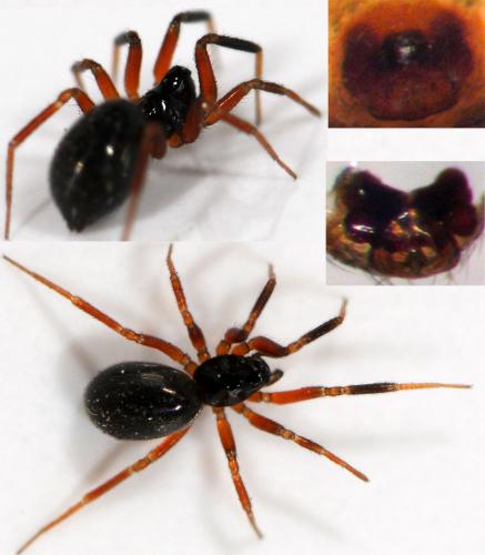 Réf. 45 364 : Walckenaeria antica