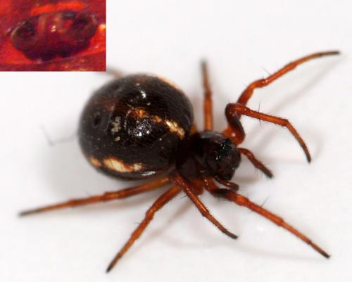 Hypsosinga sanguinea