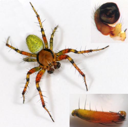 Araniella cucurbitina