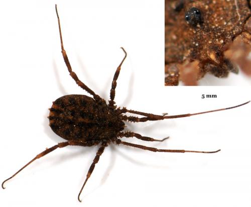 Homalenotus quadridentatus