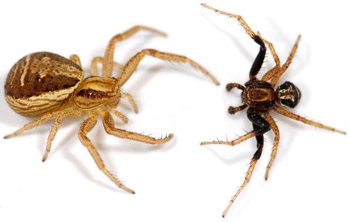 Réf. 45 559 : Xysticus ulmi