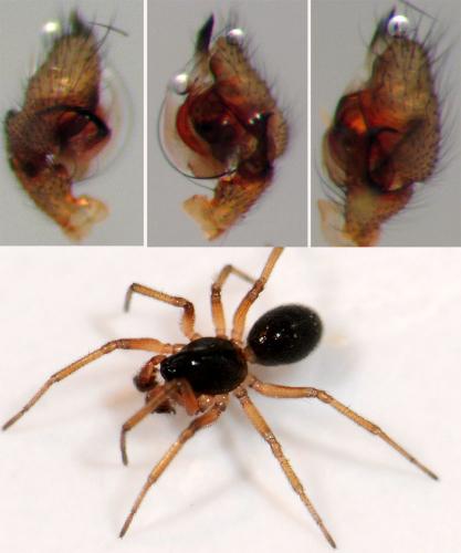 Gnathonarium dentatum