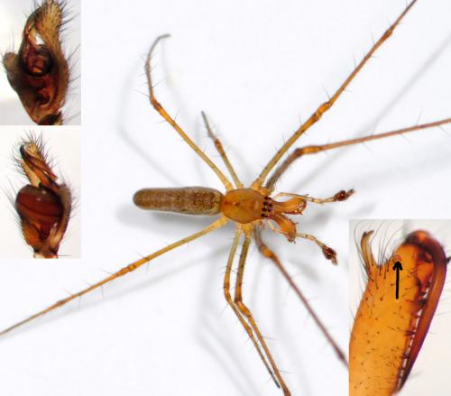 Tetragnatha montana