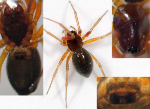 Hylyphantes graminicola