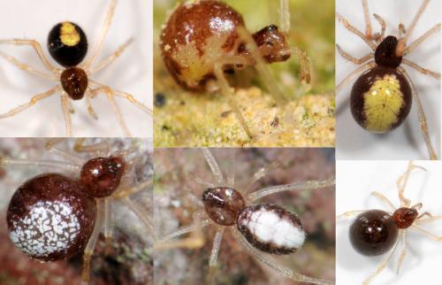 Neottiura bimaculata