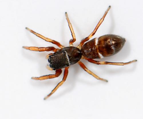 Synageles venator