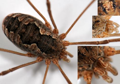 Phalangium opilio
