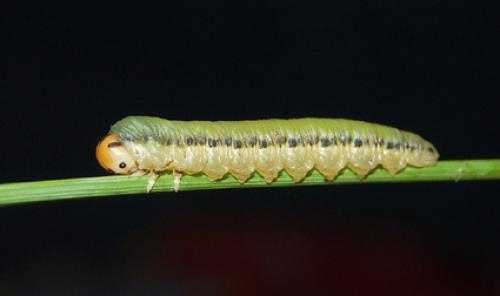 Dolerus sp.