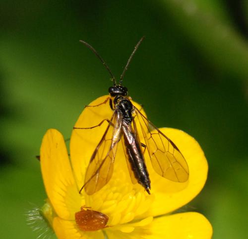 Cephus sp.