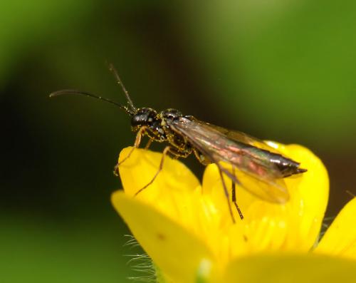 Cephus sp.