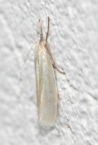 Réf. 45 060 : Crambus perlella